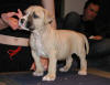 11 weeks
